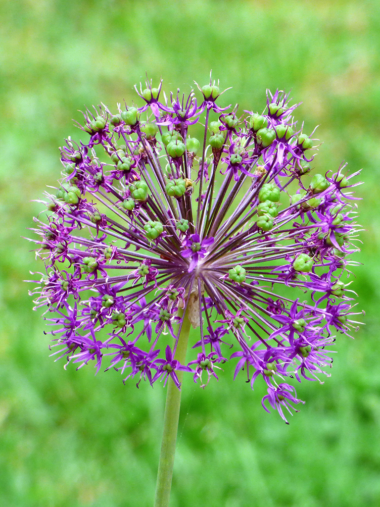 Print In Class B By Faye Dudek For Allium NOV-2018.jpg